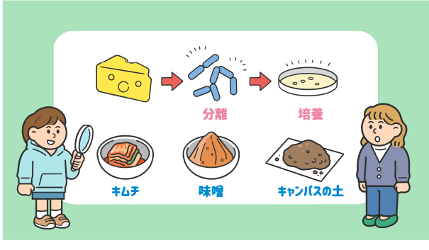 乳酸菌研究編イメージ