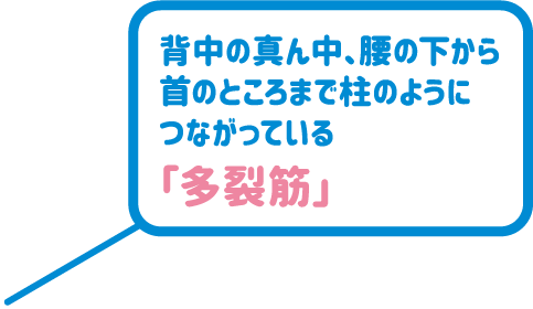 背中の真ん中、腰の下から首のところまで柱のようにつながっている「多裂筋」