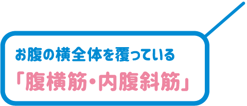 お腹の横全体を覆っている「腹横筋・内腹斜筋」