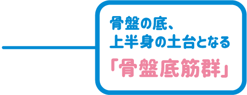 骨盤の底、上半身の土台となる「骨盤底筋群」