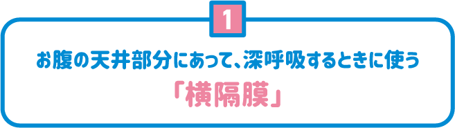 1 お腹の天井部分にあって、深呼吸するときに使う「横隔膜」