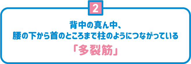 2 背中の真ん中、腰の下から首のところまで柱のようにつながっている「多裂筋」