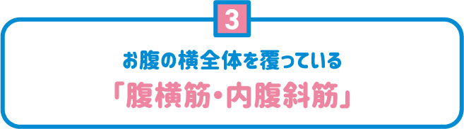 3 お腹の横全体を覆っている「腹横筋・内腹斜筋」